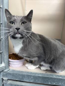 61789665 -  Domestic Short Hair Cat for Adoption in Elko, Nevada - 61789665 | PetCurious