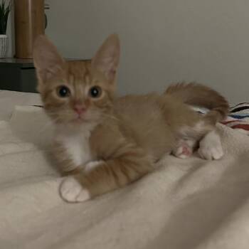 Bada w/ Boom -  Domestic Short Hair Cat for Adoption in Flagstaff, Arizona - Bada W/ Boom | PetCurious