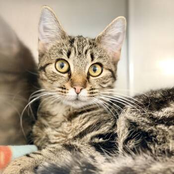 Baby -  Domestic Short Hair Cat for Adoption in Jackson Township, New Jersey - Baby | PetCurious