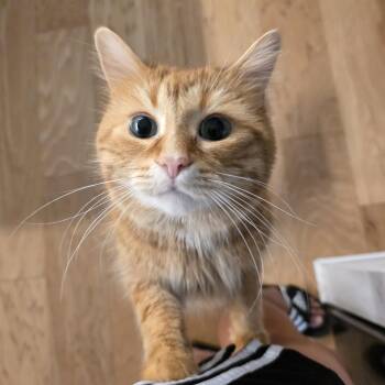 Caramel -  Domestic Medium Hair Cat for Adoption in Ottawa, Ontario - Caramel | PetCurious