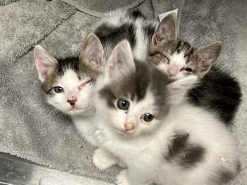 VERANO -  Domestic Short Hair Cat for Adoption in Tustin, California - VERANO | PetCurious