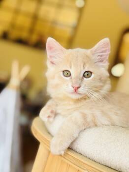 Manchego -  Domestic Medium Hair Cat for Adoption in Fort Worth, Texas - Manchego | PetCurious