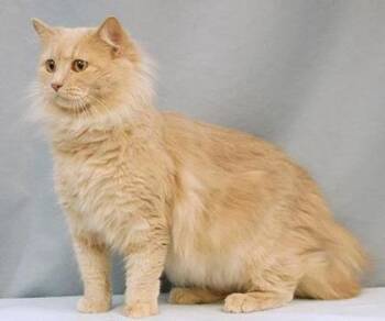 Domestic Medium Hair and Domestic Short Hair Cats Available for Adoption - Sophie | PetCurious