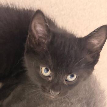 Licorice -  Domestic Short Hair Cat for Adoption in Evansville, Indiana - Licorice | PetCurious