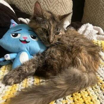 Domestic Medium Hair Cats Available for Adoption in Edwardsville, Illinois - Eileen | PetCurious