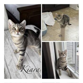 KIARA -  Domestic Short Hair Cat for Adoption in Westminster, Maryland - KIARA | PetCurious