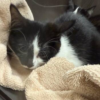 Sailboat -  Domestic Short Hair Cat for Adoption in Pittsburgh, Pennsylvania - Sailboat | PetCurious