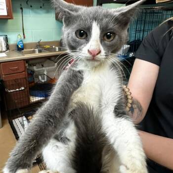 Lancelot -  Domestic Short Hair Cat for Adoption in Gadsden, Alabama - Lancelot | PetCurious