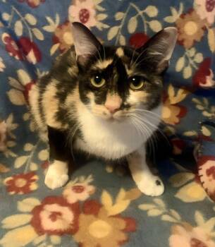 Rescue Domestic Short Hair Cats for Adoption in San Jose, California - Marble | PetCurious