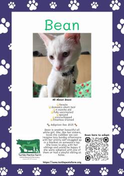 Bean -  Domestic Short Hair Cat for Adoption in Pittsboro, North Carolina - Bean | PetCurious