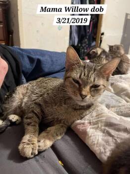 Rescue Domestic Short Hair Cats for Adoption in Morganton, North Carolina - Willow | PetCurious