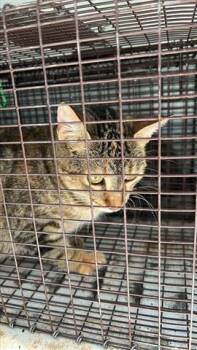 Rescue Domestic Short Hair Cats for Adoption in Houston, Texas - A644135 | PetCurious