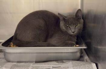 CODY -  Domestic Short Hair Cat for Adoption in Hagerstown, Maryland - CODY | PetCurious