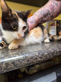 CALI BOO -  Domestic Short Hair Cat for Adoption in Crossville, Tennessee - CALI BOO | PetCurious