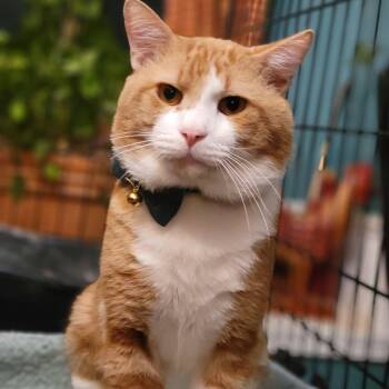 Leonardo Di-Catio -  Domestic Short Hair Cat for Adoption in Oklahoma City, Oklahoma - Leonardo Di-Catio | PetCurious