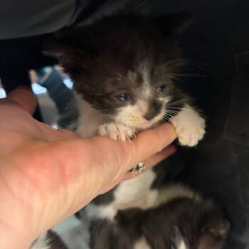 Pollox -  Domestic Short Hair Cat for Adoption in Norman, Oklahoma - Pollox | PetCurious