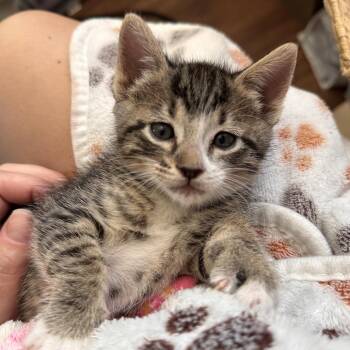 Rowan Rainey -  Domestic Short Hair Cat for Adoption in Eagle Mountain, Utah - Rowan Rainey | PetCurious