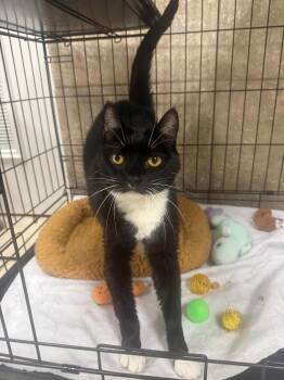 Moonrain -  Domestic Short Hair Cat for Adoption in INDN HBR BCH, Florida - Moonrain | PetCurious