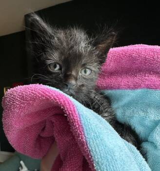 Zelda -  Domestic Short Hair Cat for Adoption in Milwaukee, Wisconsin - Zelda | PetCurious