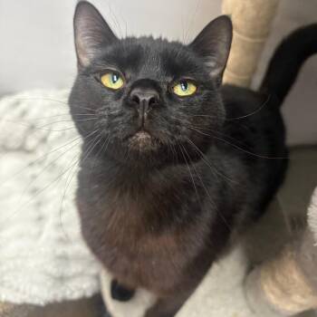 Roman -  Domestic Short Hair Cat Available for Adoption in Puslinch, Ontario - Roman | PetCurious