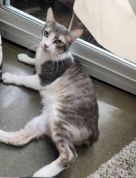 American Shorthair and Manx Cats Available for Adoption in Mountain Home, Arkansas - Anakin | PetCurious
