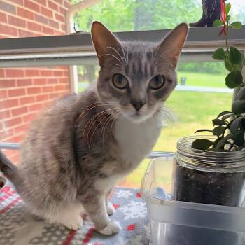 Rescue Domestic Short Hair Cats for Adoption in Huddleston, Virginia - Lily (GN) | PetCurious