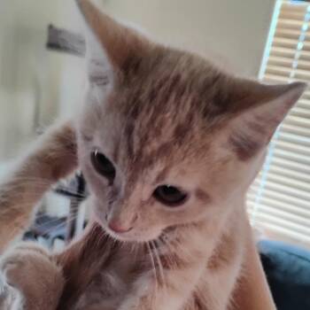 Cream soda -  Domestic Short Hair Cat for Adoption in Grantsville, Utah - Cream Soda | PetCurious