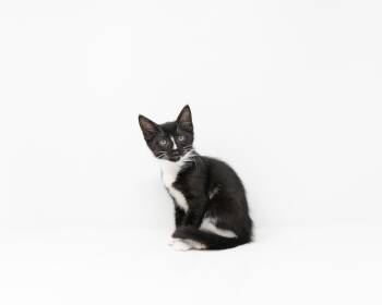 Tuxedo Cats Available for Adoption in Trophy Club, Texas - Nyx | PetCurious