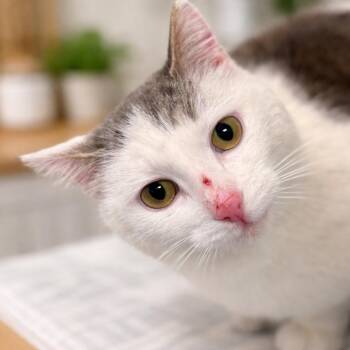 Domestic Short Hair Cats Available for Adoption - Clawdia ** AVAILABLE 02/17 ** | PetCurious