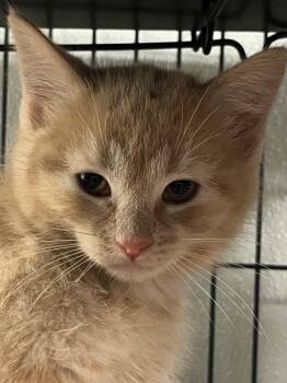 Jaycee -  Domestic Medium Hair Cat Available for Adoption in Saginaw, Michigan - Jaycee | PetCurious