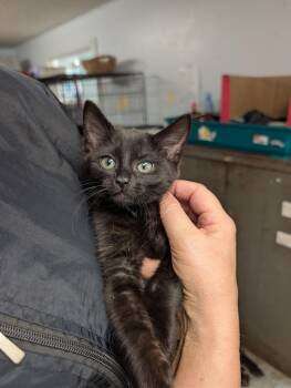 Magic -  Domestic Medium Hair Cat for Adoption in Tilton, Illinois - Magic | PetCurious