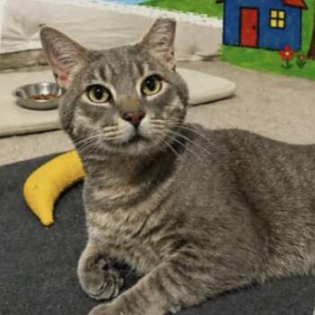 Pete -  Domestic Short Hair Cat Available for Adoption in Inwood, West Virginia - Pete | PetCurious