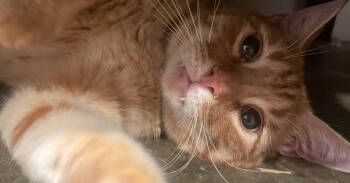 Rescue Domestic Short Hair Cats for Adoption in Newnan, Georgia - Cheeto | PetCurious