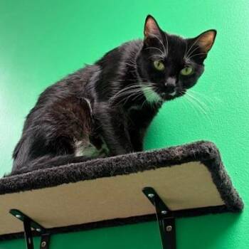 Lizzy -  Domestic Short Hair Cat for Adoption in Dayton, Ohio - Lizzy | PetCurious