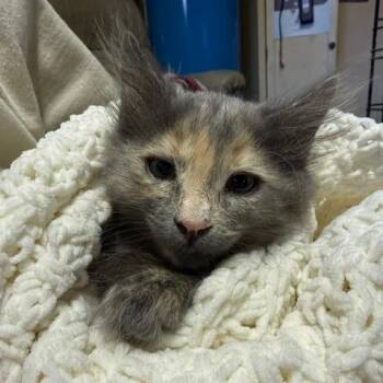 Judy -  Domestic Long Hair Cat for Adoption in Estacada, Oregon - Judy | PetCurious