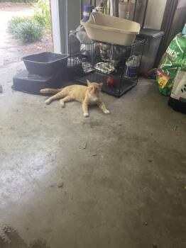 Tommy -  Tabby Cat for Adoption in Chattanooga, Tennessee - Tommy | PetCurious