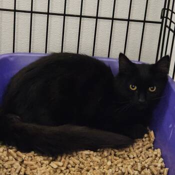 Menzies Stray -  Domestic Long Hair Cat for Adoption in Chilliwack, British Columbia - Menzies Stray | PetCurious