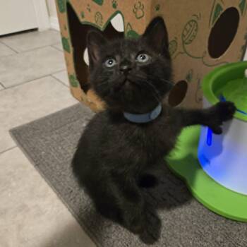 Lil (Blue) -  Domestic Short Hair Cat for Adoption in Belfair, Washington - Lil (Blue) | PetCurious