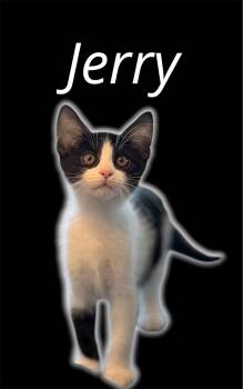 Jerry -  Domestic Short Hair Cat for Adoption in Auburn, California - Jerry | PetCurious