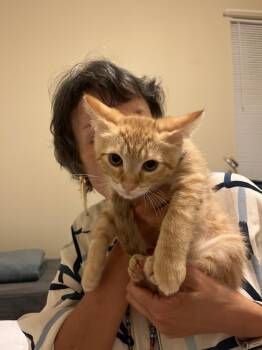 Jerry -  American Shorthair Cat for Adoption in Round Rock, Texas - Jerry | PetCurious