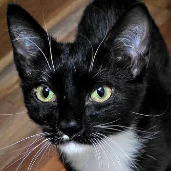 Domestic Short Hair Cats Available for Adoption in Meridian, Idaho - Molly | PetCurious