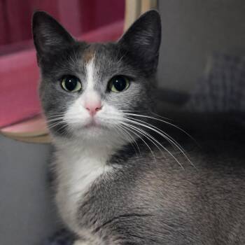 Domestic Short Hair Cats Available for Adoption in Brighton, Missouri - Aziz | PetCurious