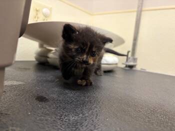 Cinder -  Domestic Short Hair Cat for Adoption in Great Bend, Kansas - Cinder | PetCurious