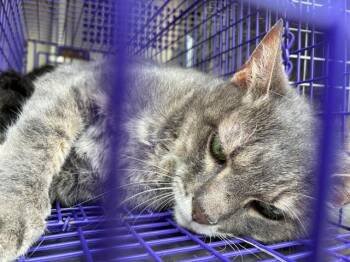 A479334 -  Domestic Short Hair Cat for Adoption in Oklahoma City, Oklahoma - A479334 | PetCurious
