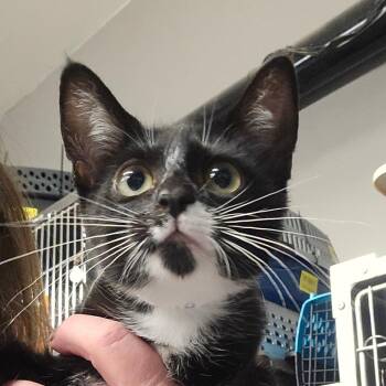 Millie -  Domestic Short Hair Cat for Adoption in Spokane, Washington - Millie | PetCurious