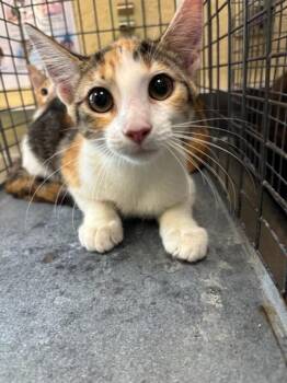 MARLOW -  Domestic Short Hair Cat for Adoption in Fort Myers, Florida - MARLOW | PetCurious