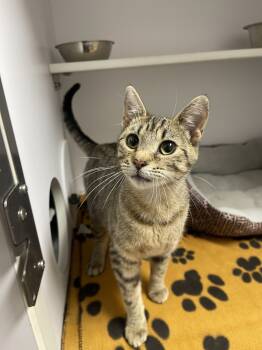 Rescue Domestic Short Hair Cats for Adoption in Bolivar, Missouri - Olga | PetCurious