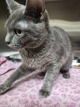 Pen 12c Bagel -  Domestic Short Hair Cat for Adoption in Lawrenceville, Georgia - Pen 12c Bagel | PetCurious