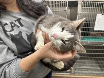 Domestic Short Hair Cats Available for Adoption - STORMIE | PetCurious