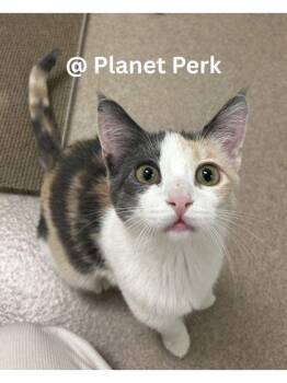 Dilute Calico Cats Available for Adoption - Eva - Sweet Little Lovergirl! | PetCurious